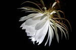 昙花绽放