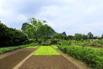 农家菜地