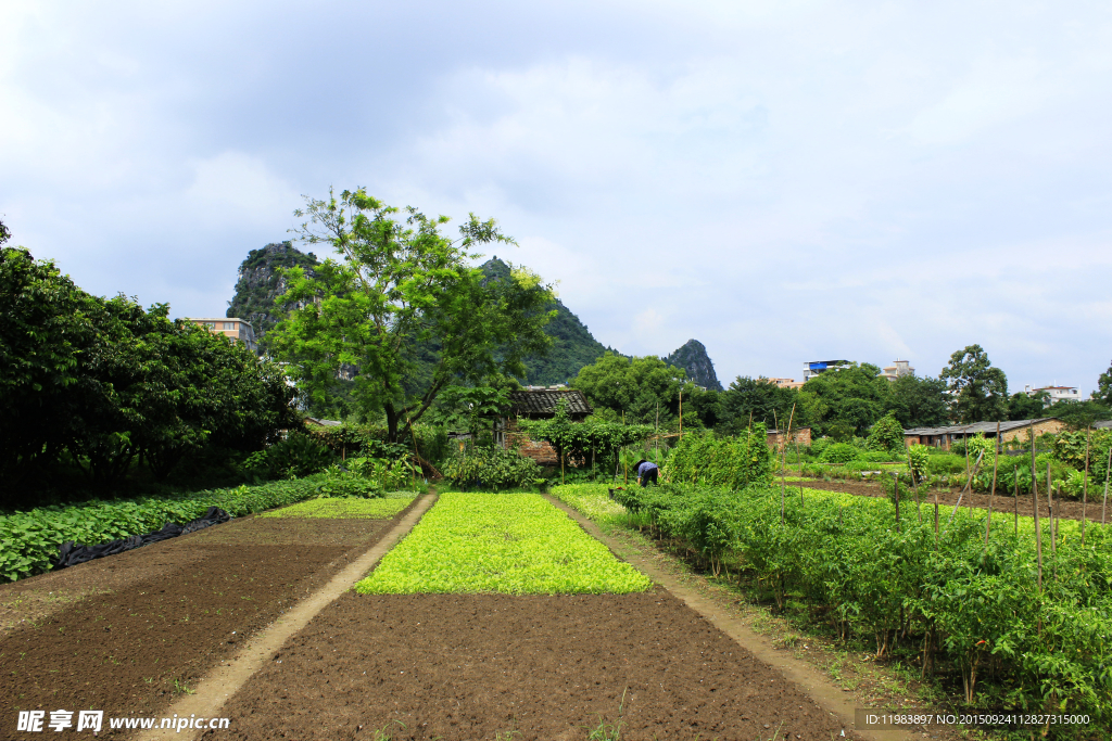 农家菜地