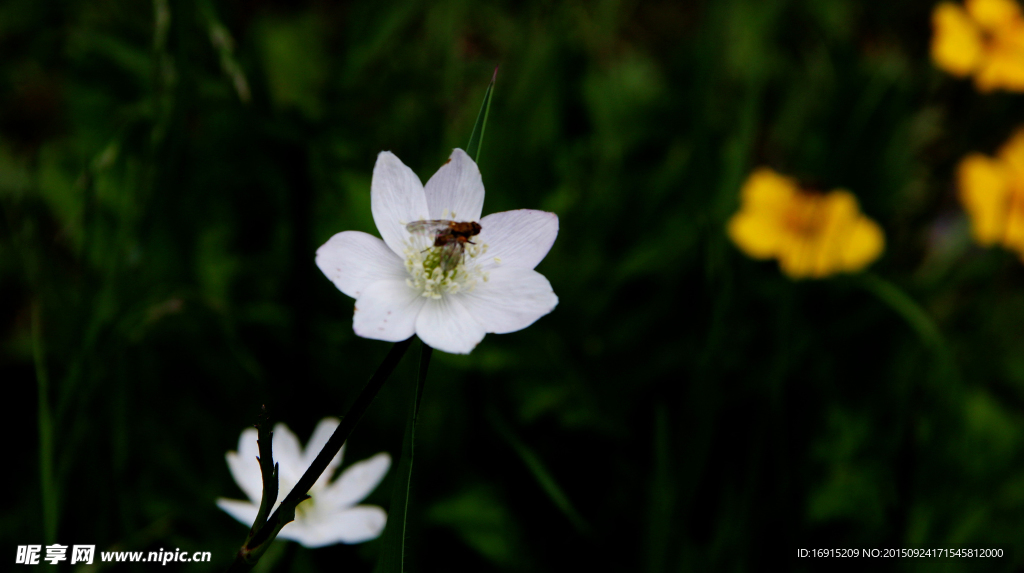 野花与蜜蜂