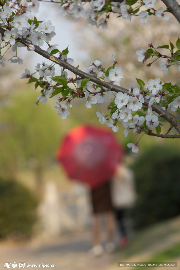 樱花