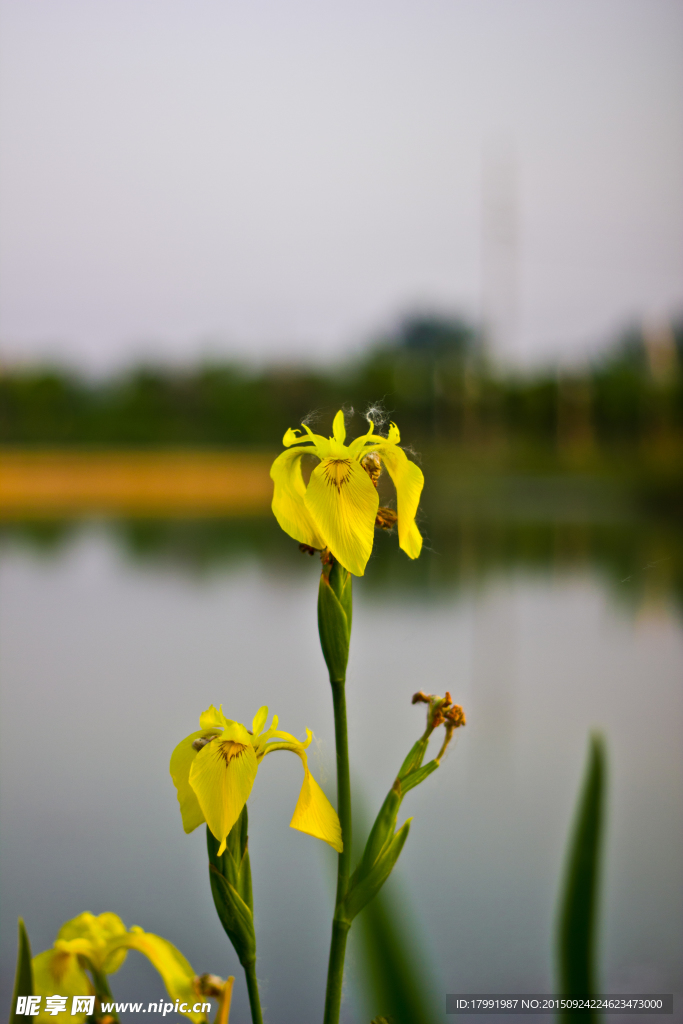 黄花