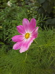 高清 花朵 粉红 小花 鲜艳