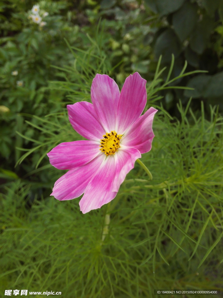 高清 花朵 粉红 小花 鲜艳