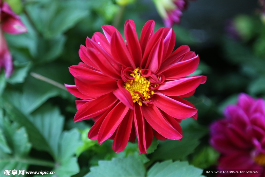 小丽花