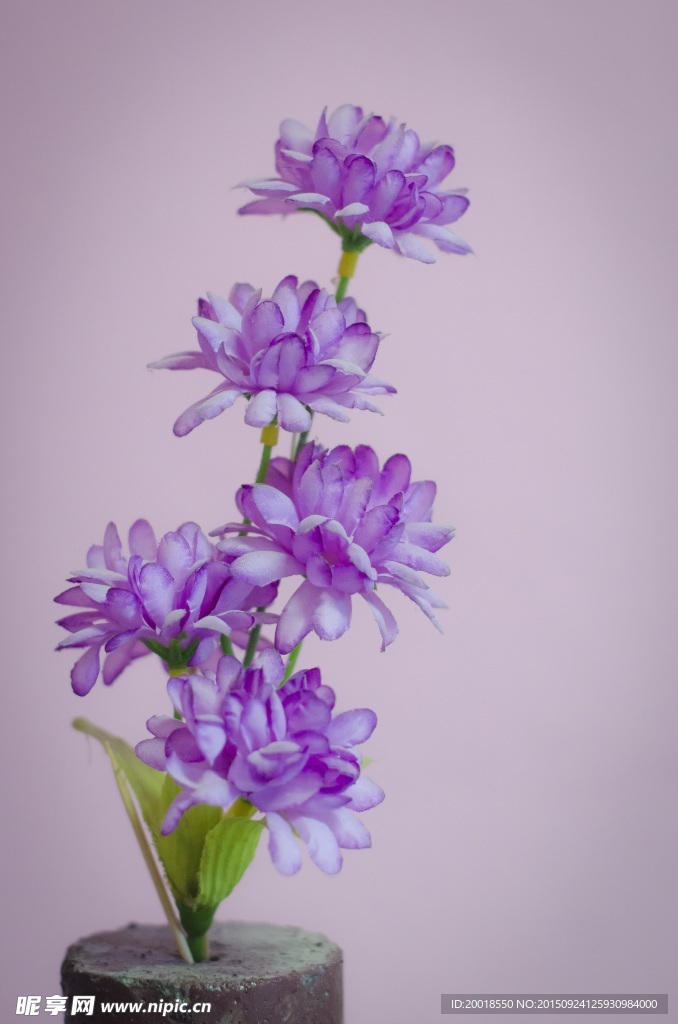 紫色花