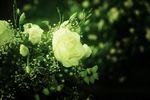 玫瑰花