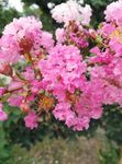 粉色的花