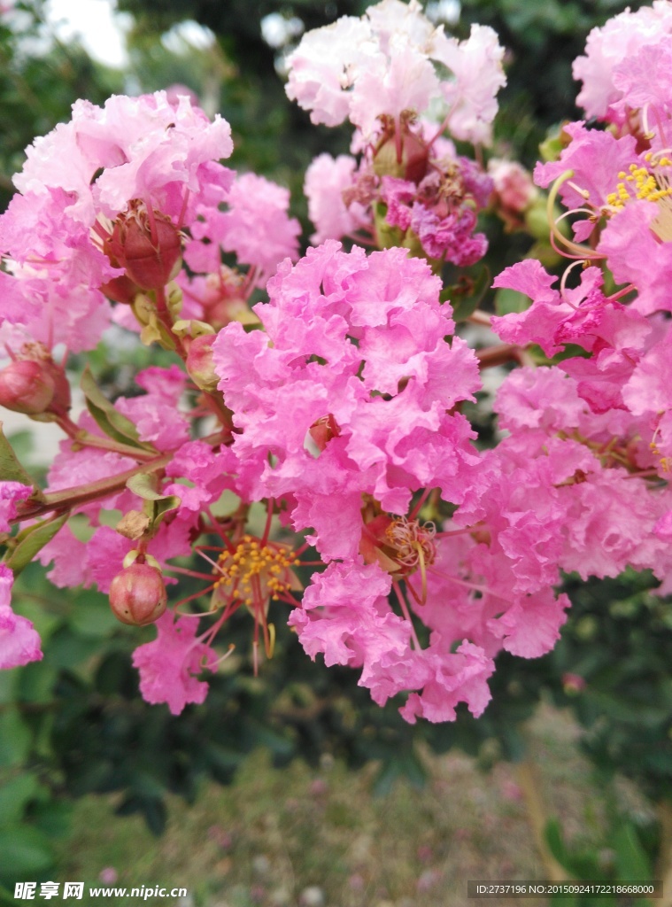 粉色的花