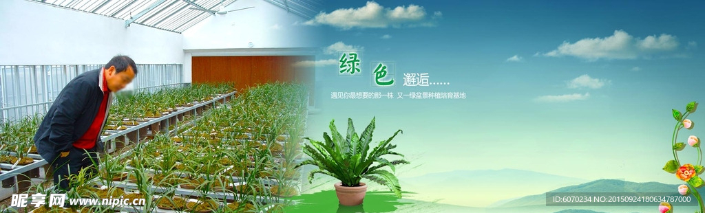 盆景盆栽农业花贲 种植基地