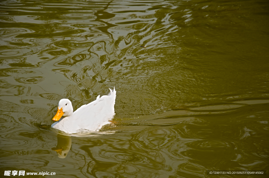 水中的白鸭