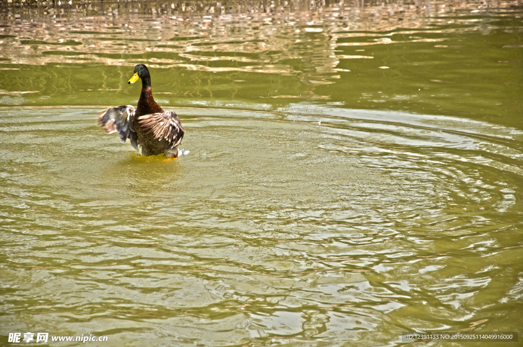 戏水的野鸭