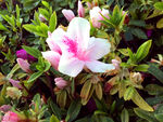 杜鹃花