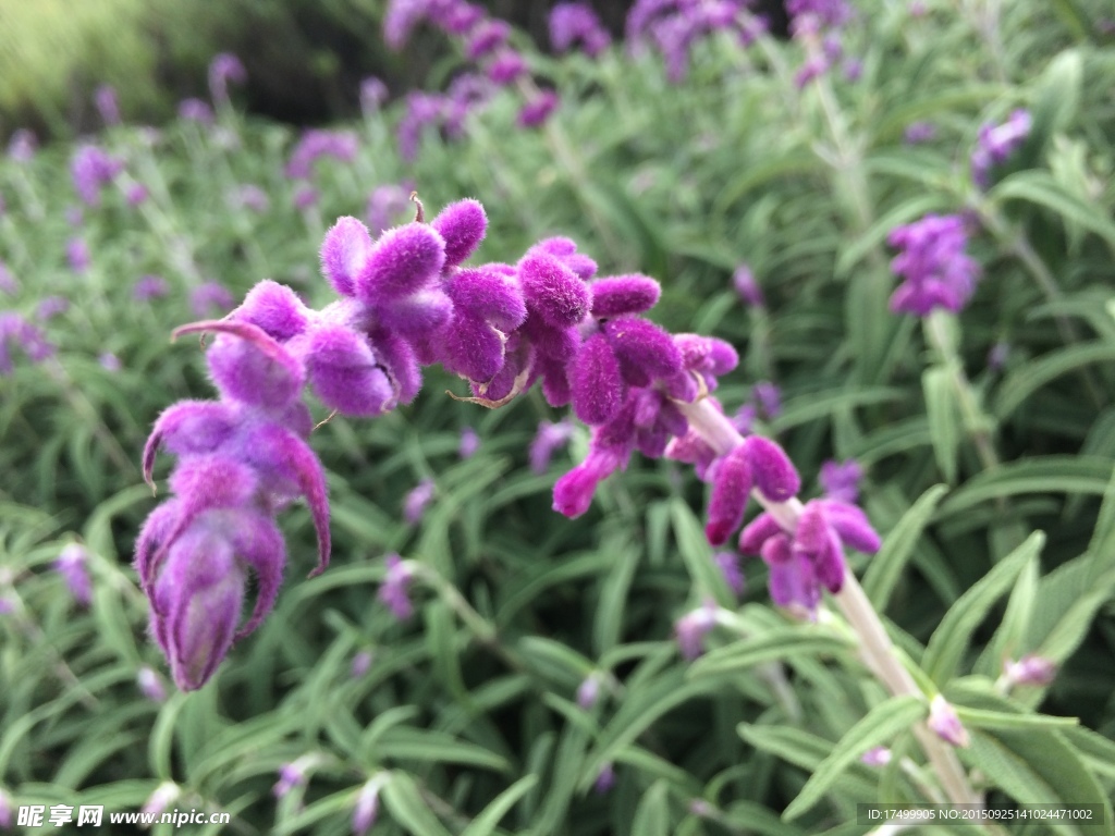 薰衣草