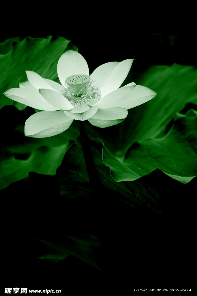 荷花