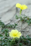 小黄花