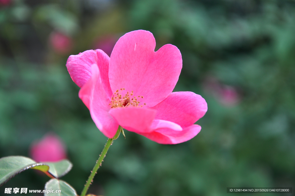高清花卉