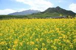 油菜花海