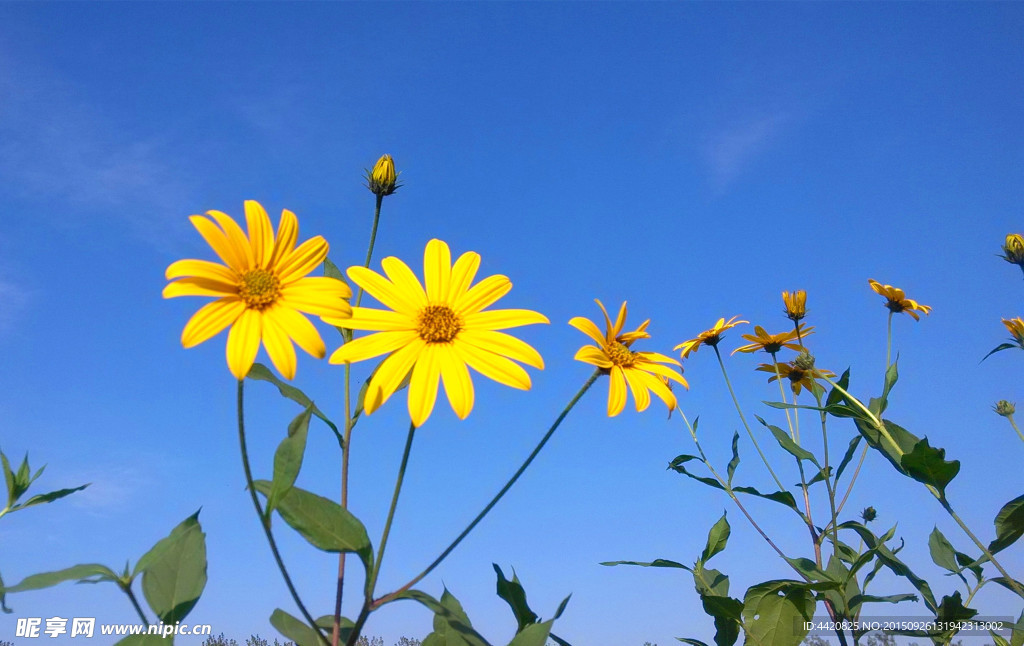 秋天的花朵