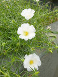 波斯菊
