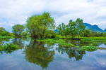 河道树影