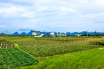田园菜地
