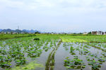 乡村荷塘风景