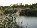 小河微风
