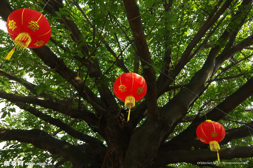 节日灯笼 灯笼高挂