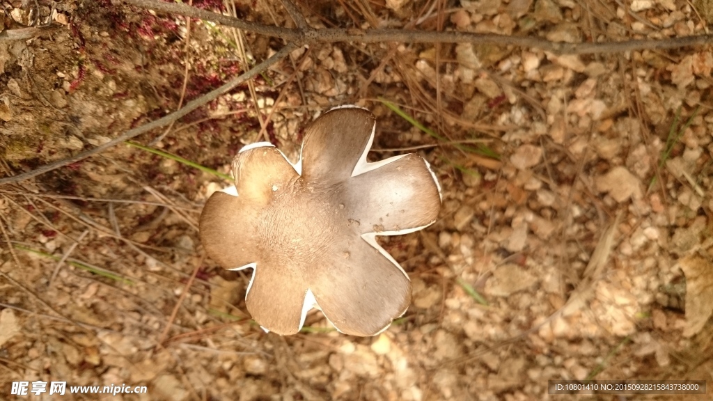 蘑菇