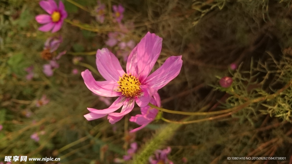 格桑花