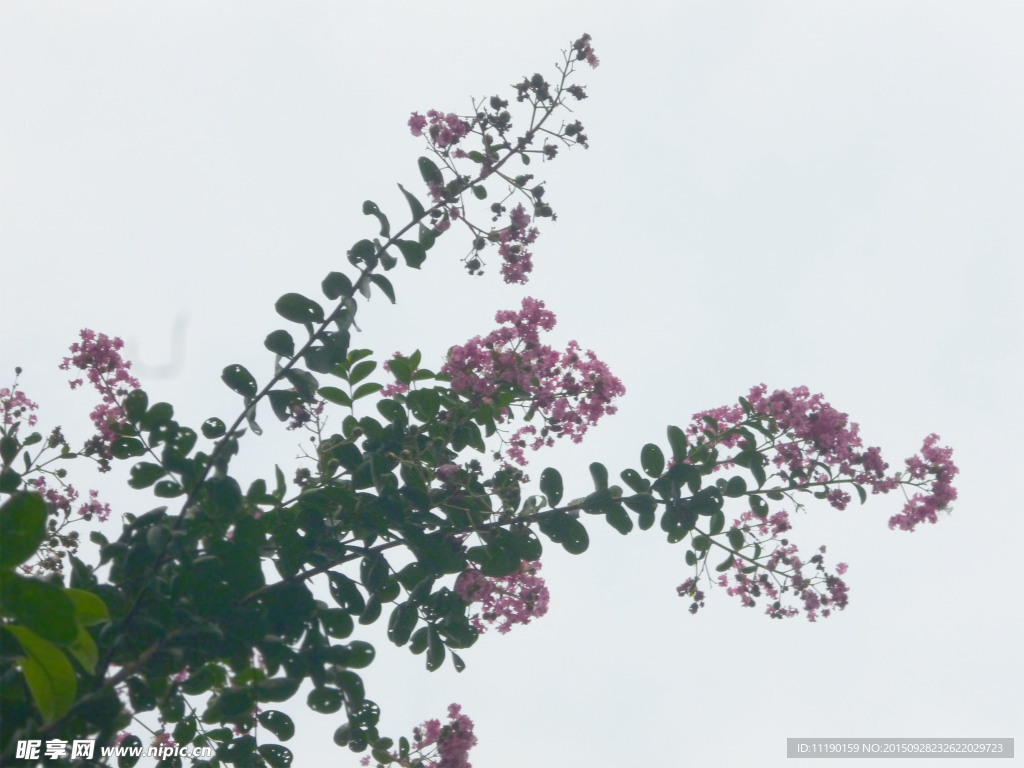 紫薇树枝
