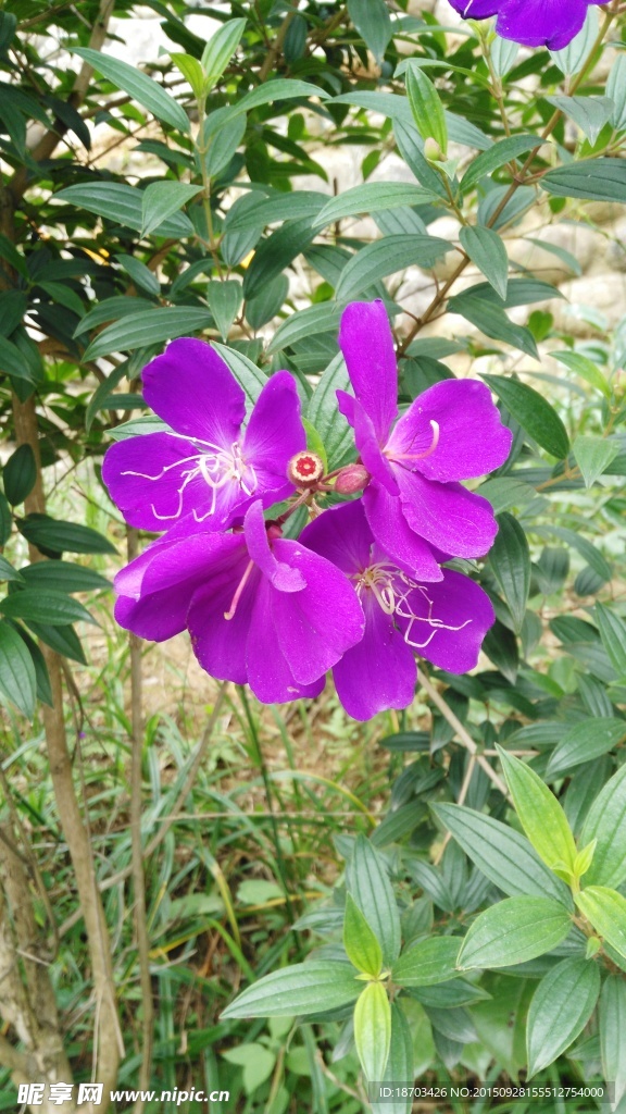 紫色花图片