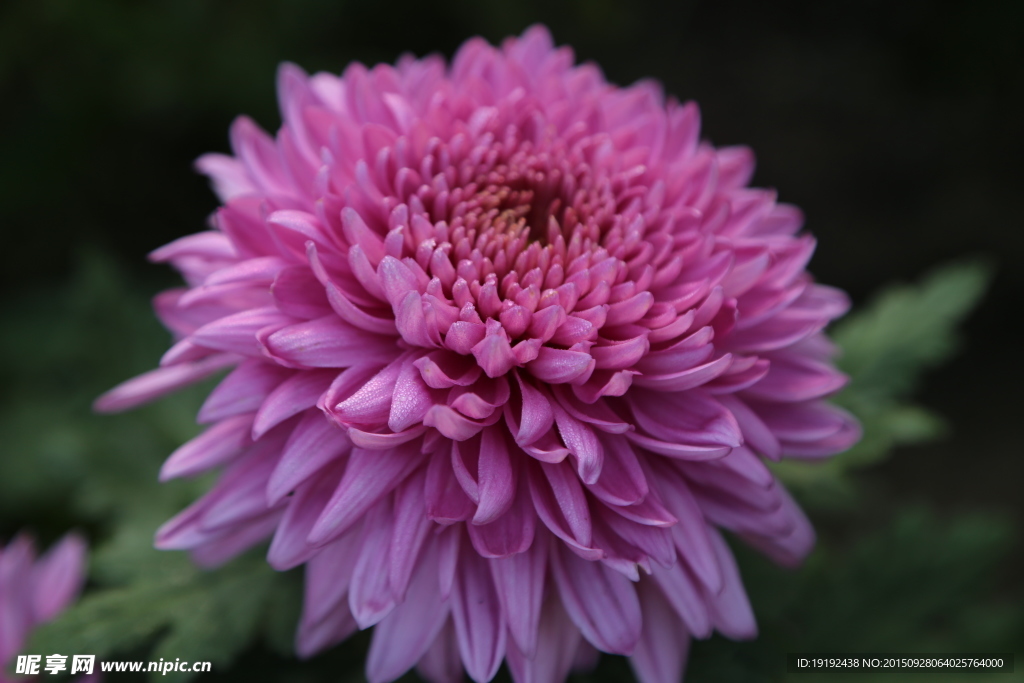 菊花