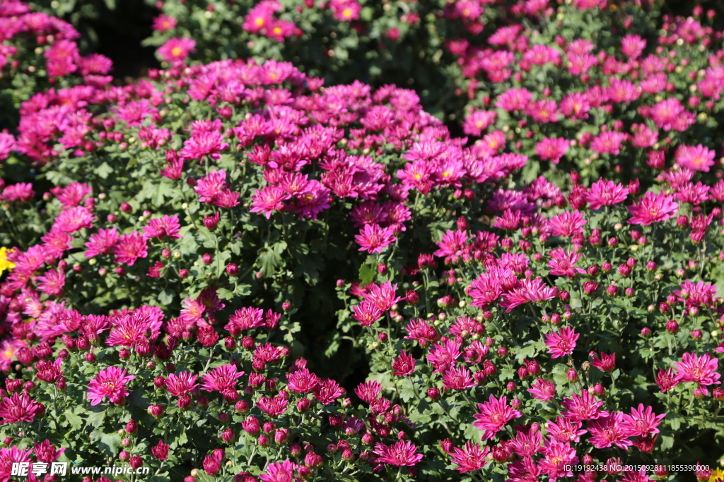 菊花