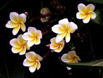 鸡蛋花