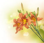 橙色百合花