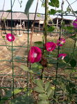 牵牛花