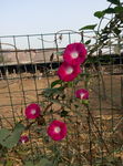 牵牛花