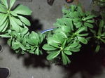 玉麒麟