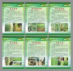 茭白病虫害预防知识科普展
