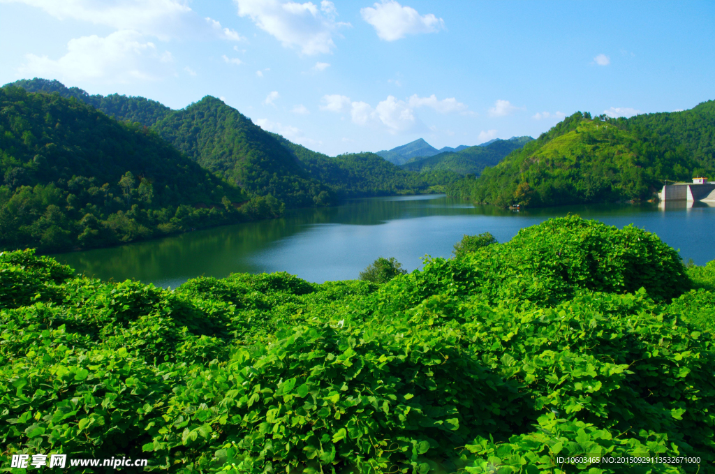 水库风光 库区果藤