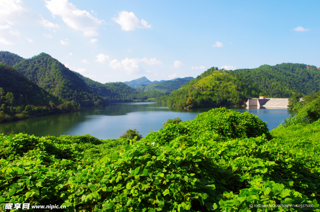 水库风光 库区果藤