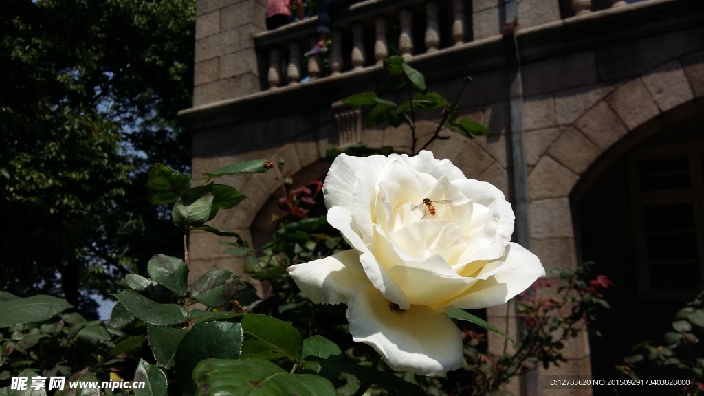 白玫瑰 信阳 月季