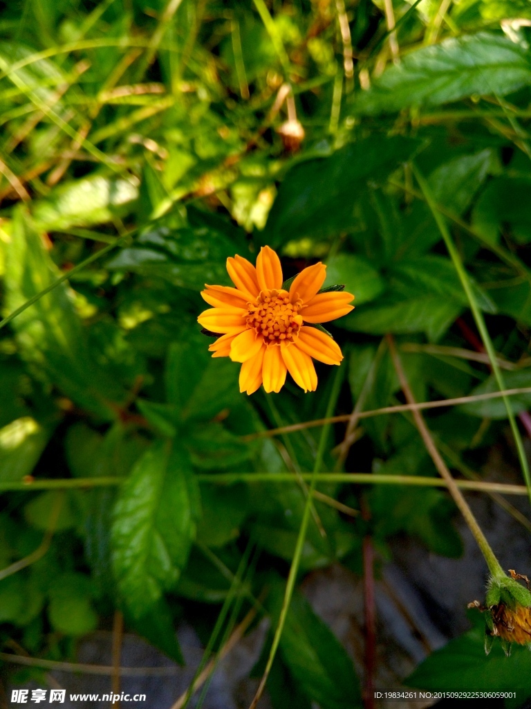 高清黄色小花