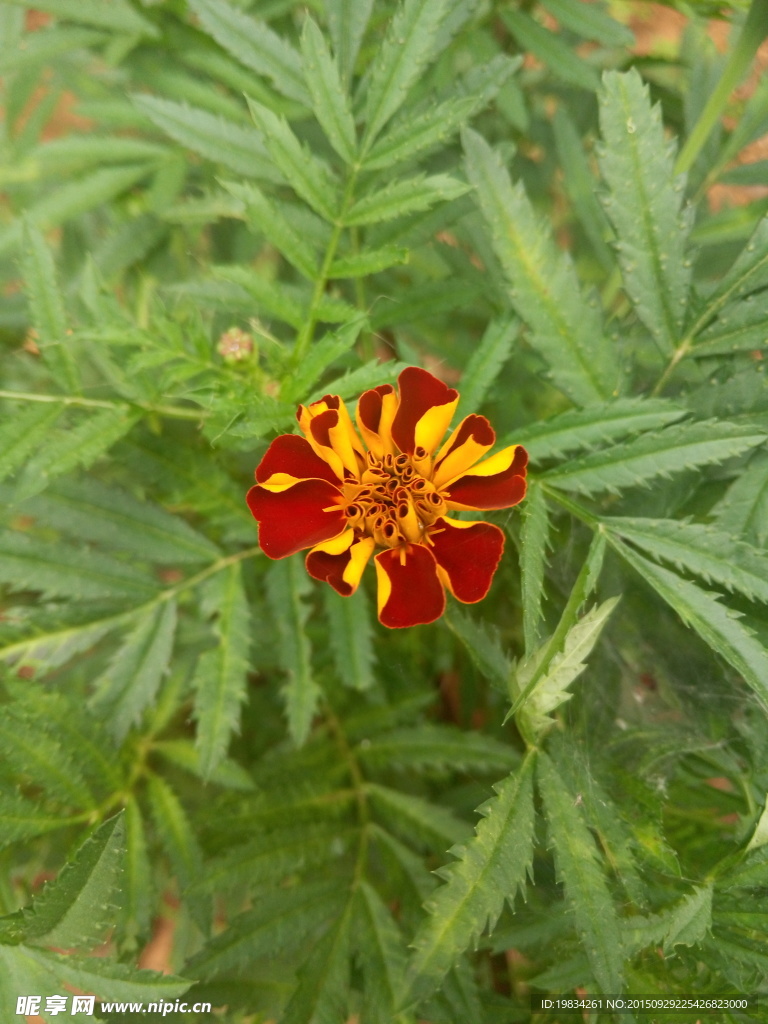 鲜艳红花