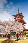 日本樱花树