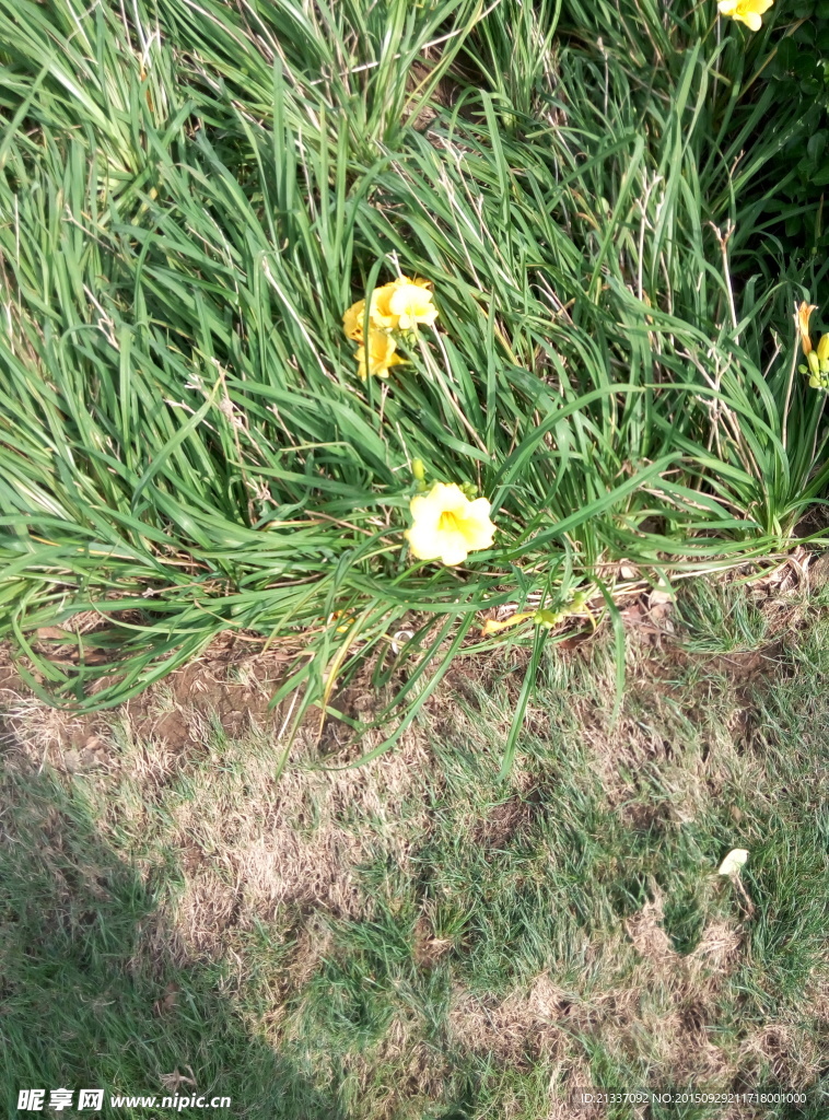 黄花菜