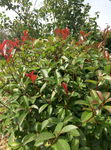公园植物