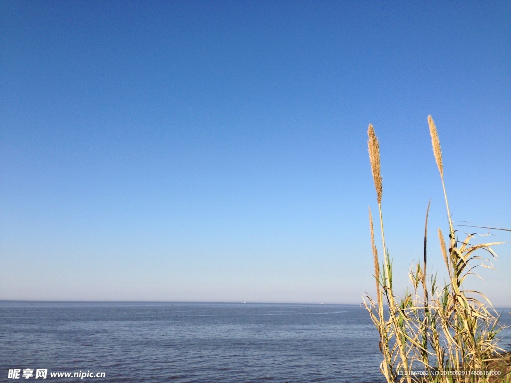 海边芦苇